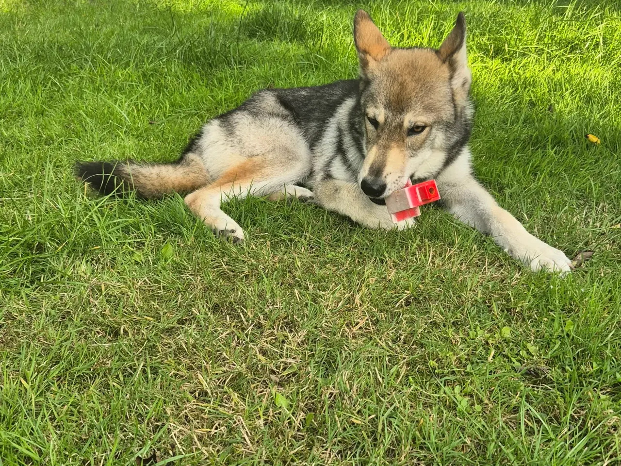 Billede 4 - Tjekkoslovakisk ulvehund/Husky