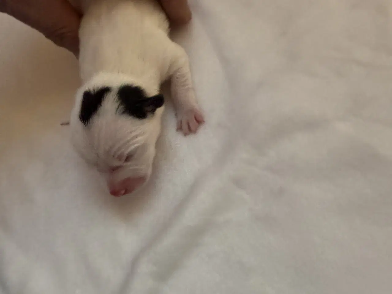 Billede 3 - Jack russel hvalpe 