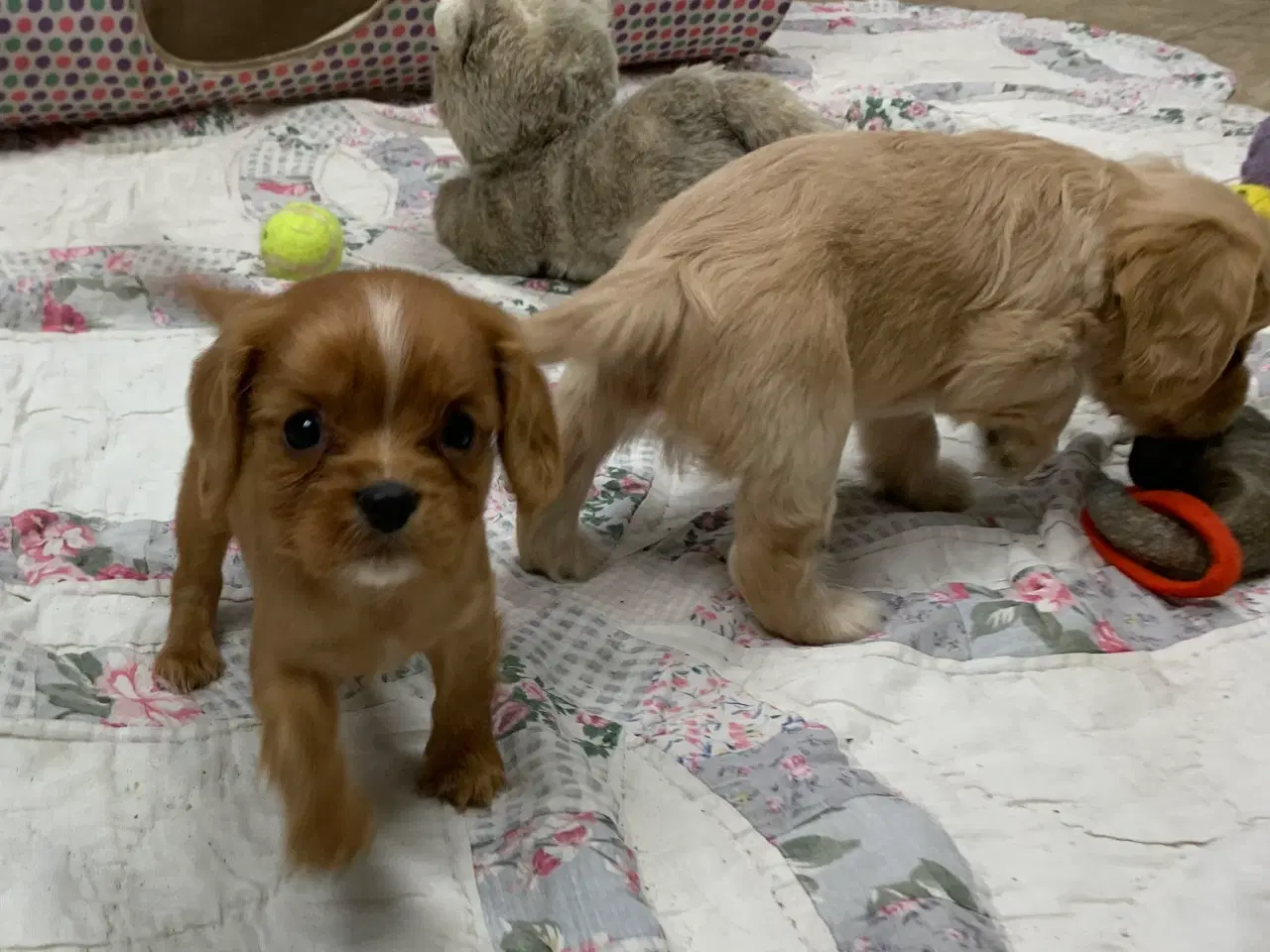 Billede 12 - De yndigste cavapoo babyer 