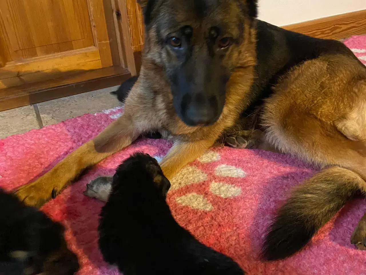 Billede 3 - Schæfer hvalpe med DKK stamtavle 