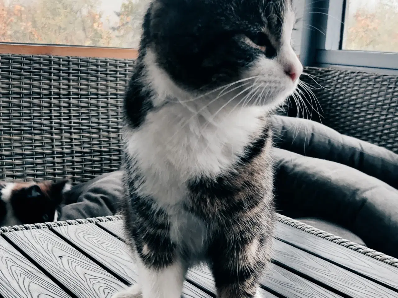 Billede 3 - Hun kat 1,5år (Gratis)(killinger er reserveret)