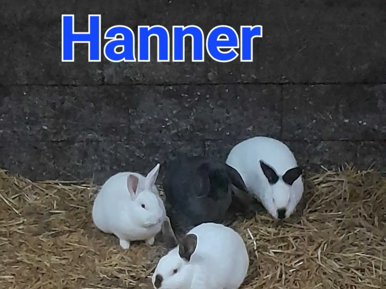 Billede 1 - Kaniner hvidland/California og ren Fransk vædder