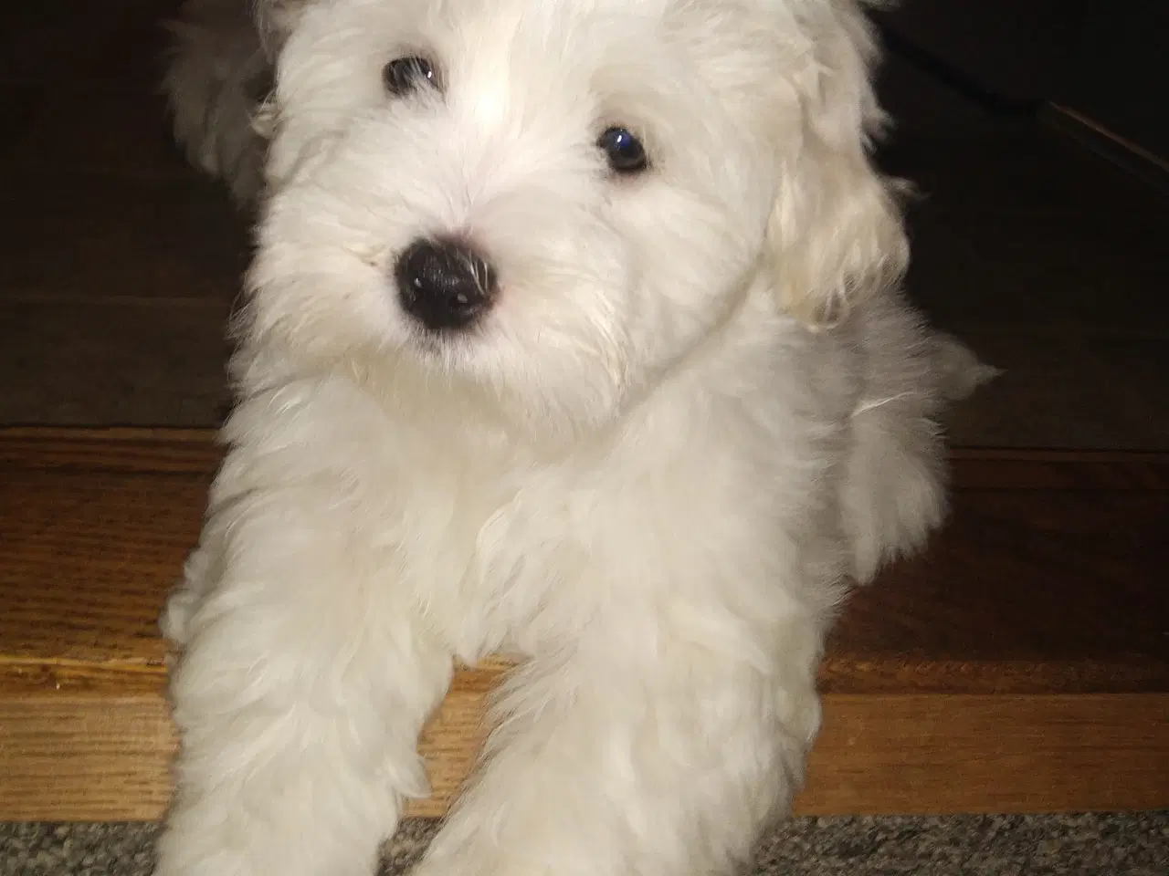 Billede 9 - Coton de Tulear 