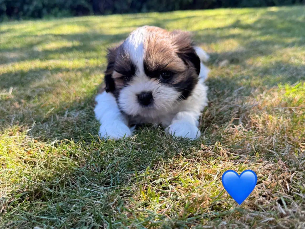Billede 3 - Shih Tzu hundehvalpe søger nyt hjem (2 stk.)