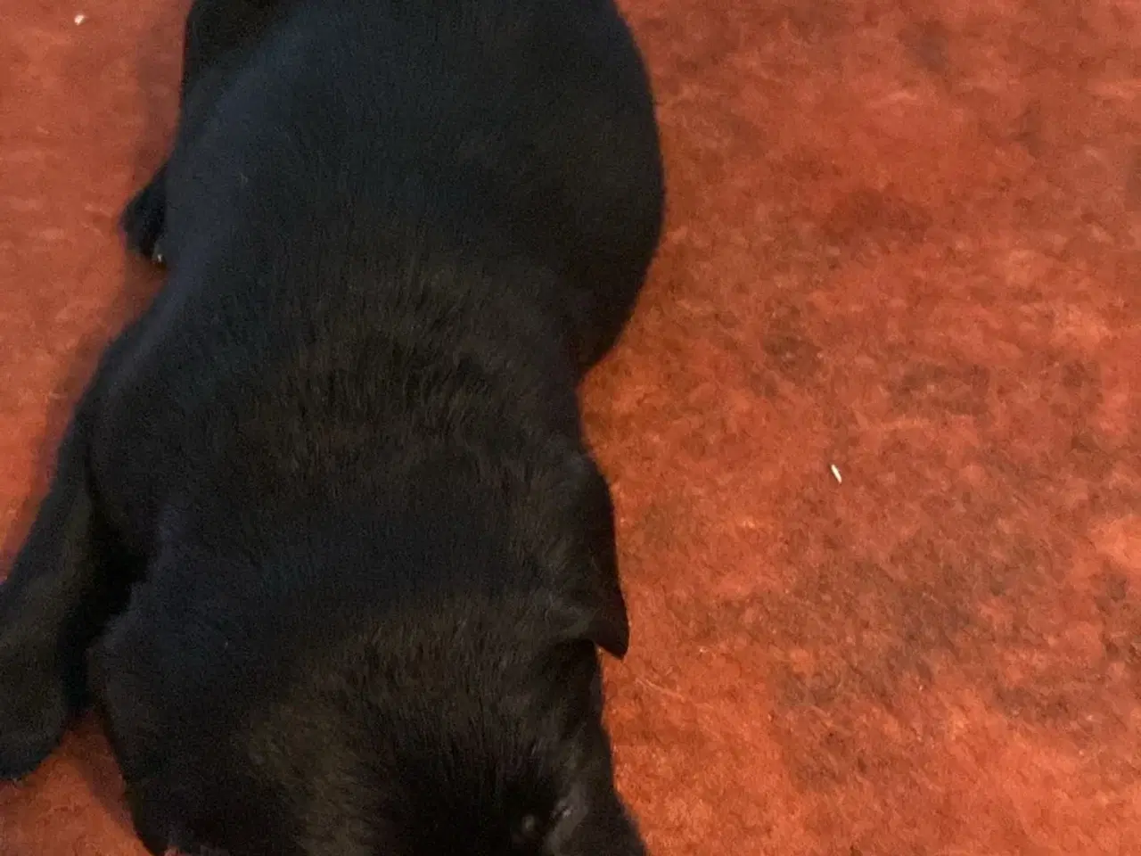 Billede 5 - 1 sort han hund som mangler sit eget hjem 