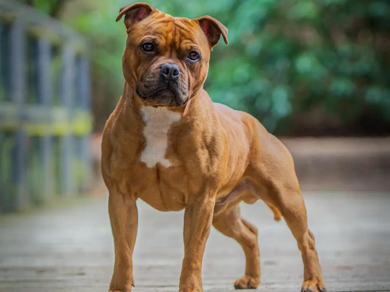 Billede 10 - Staffordshire Bull terrier tæve 