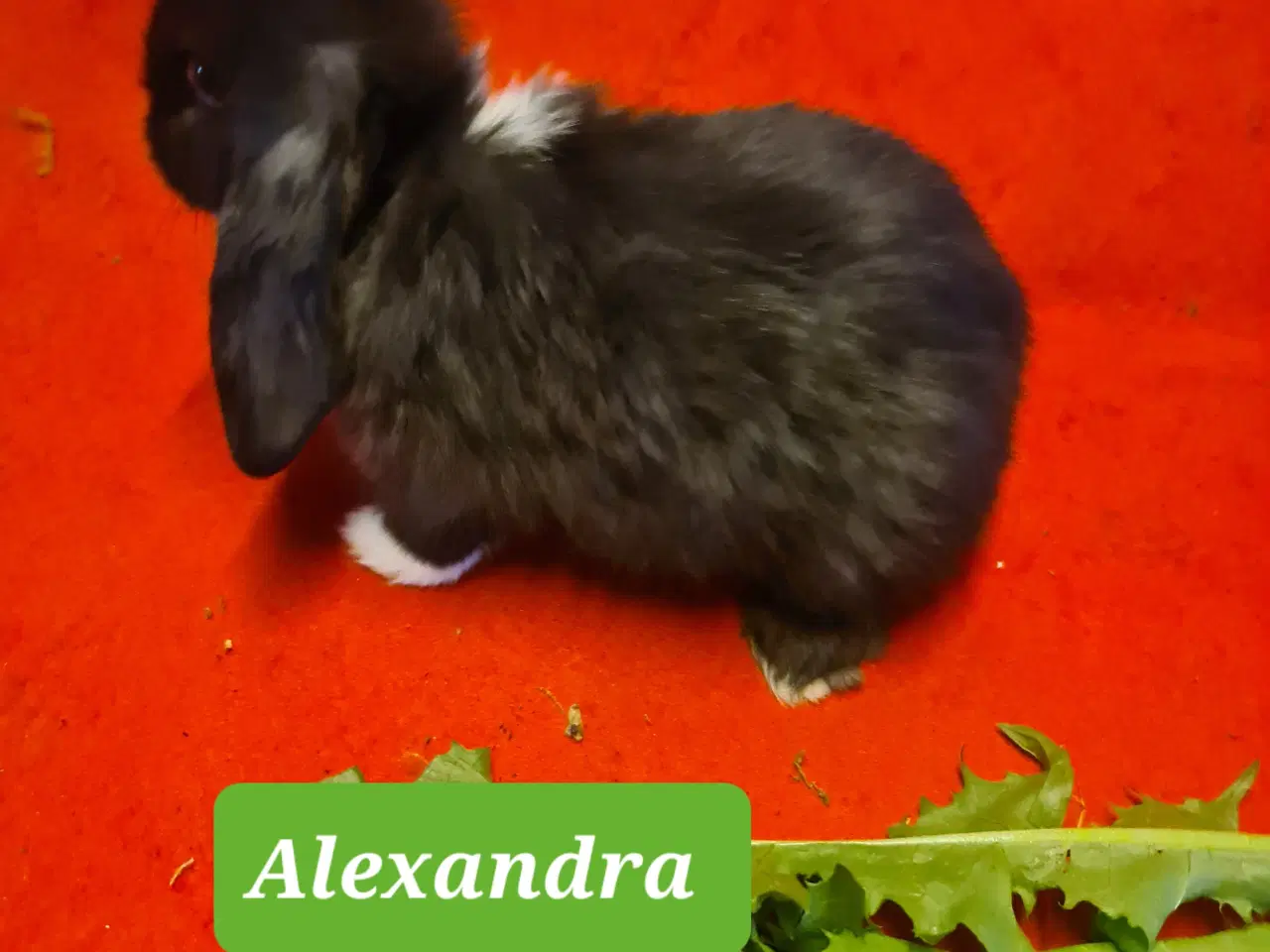 Billede 9 - Mini Lop Kaninunger 