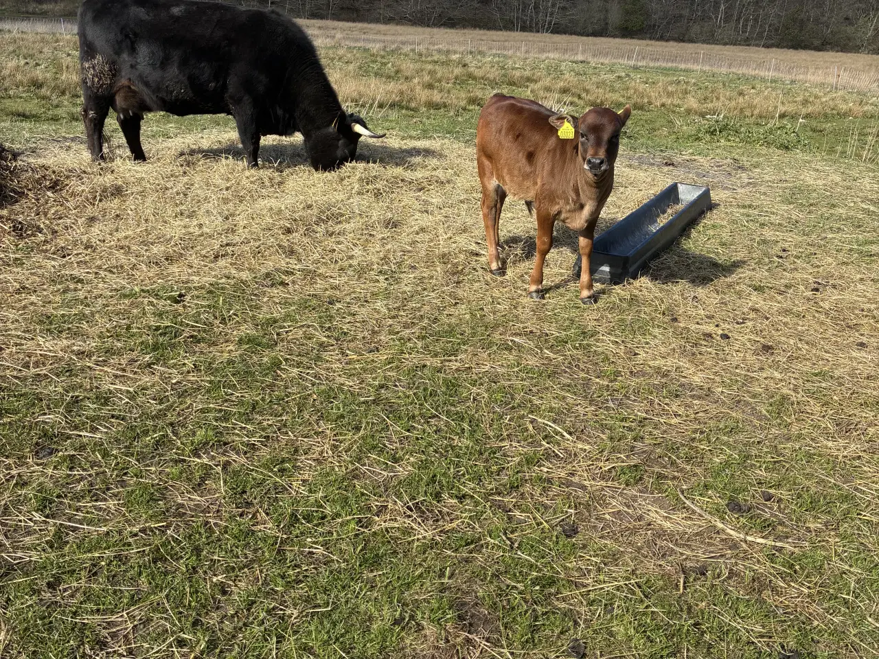Billede 1 - Dexter/ Jersey krydsnings ko med tyre kalv 