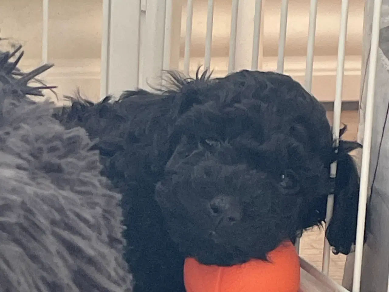 Billede 1 - Dværgpuddel hvalpe søger nyt hjem