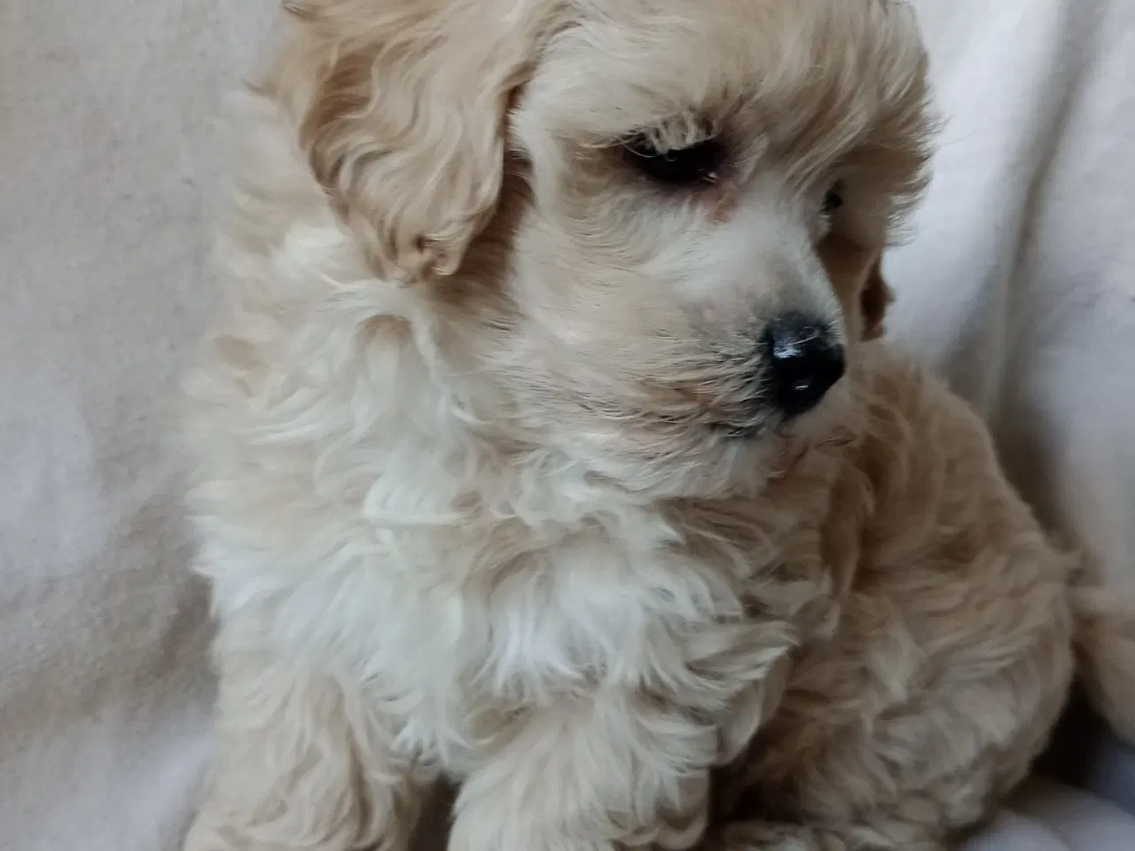 Billede 13 - Maltipoo hvalpe