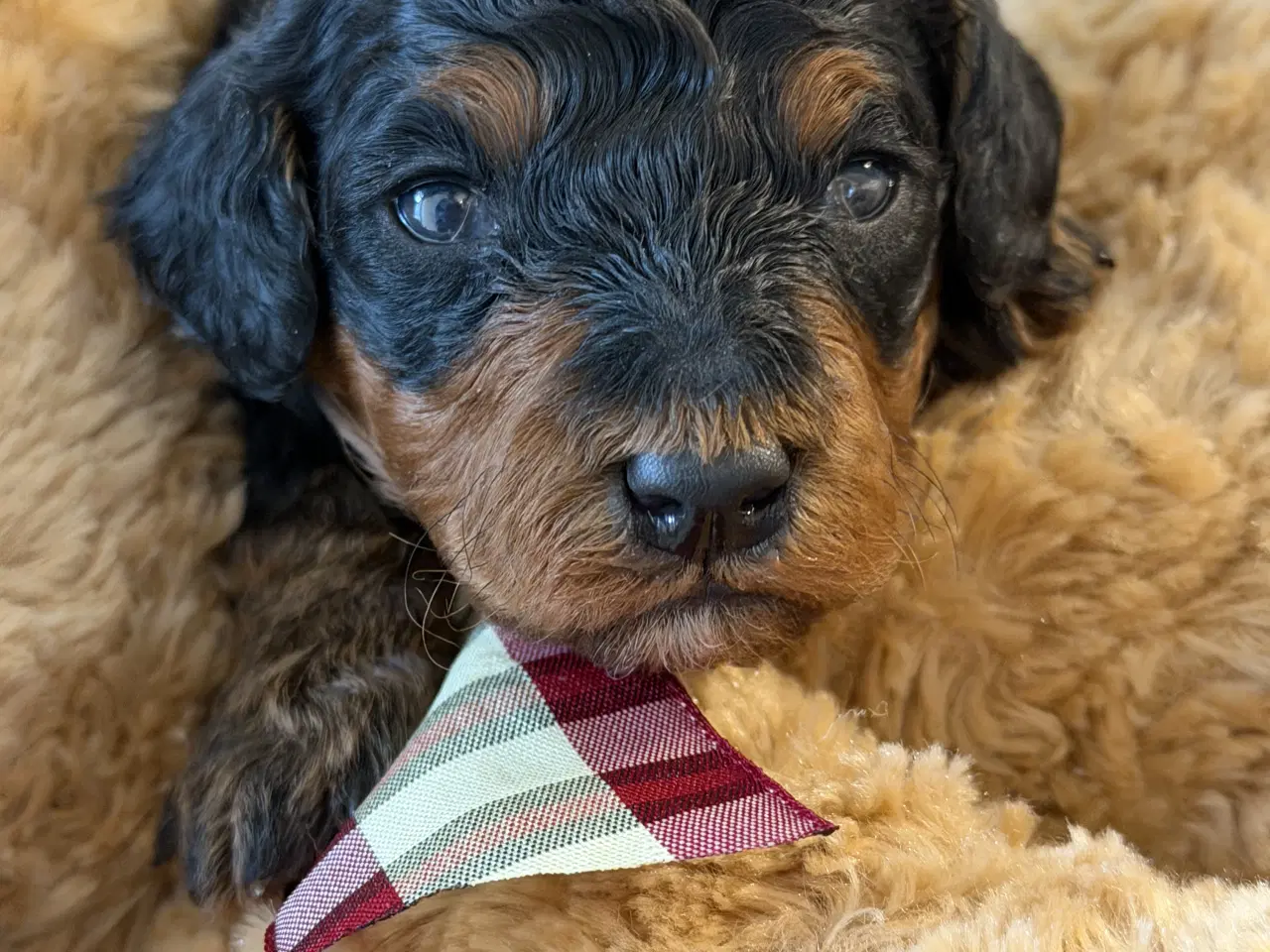 Billede 8 - Cavapoo  slut Maj 