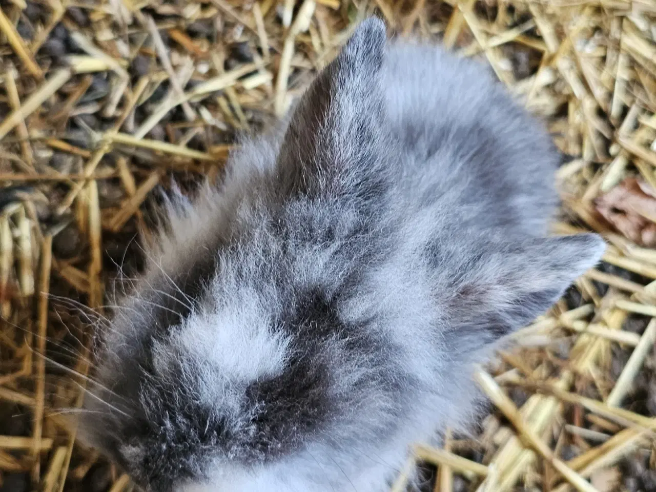 Billede 3 - Kanin unger 