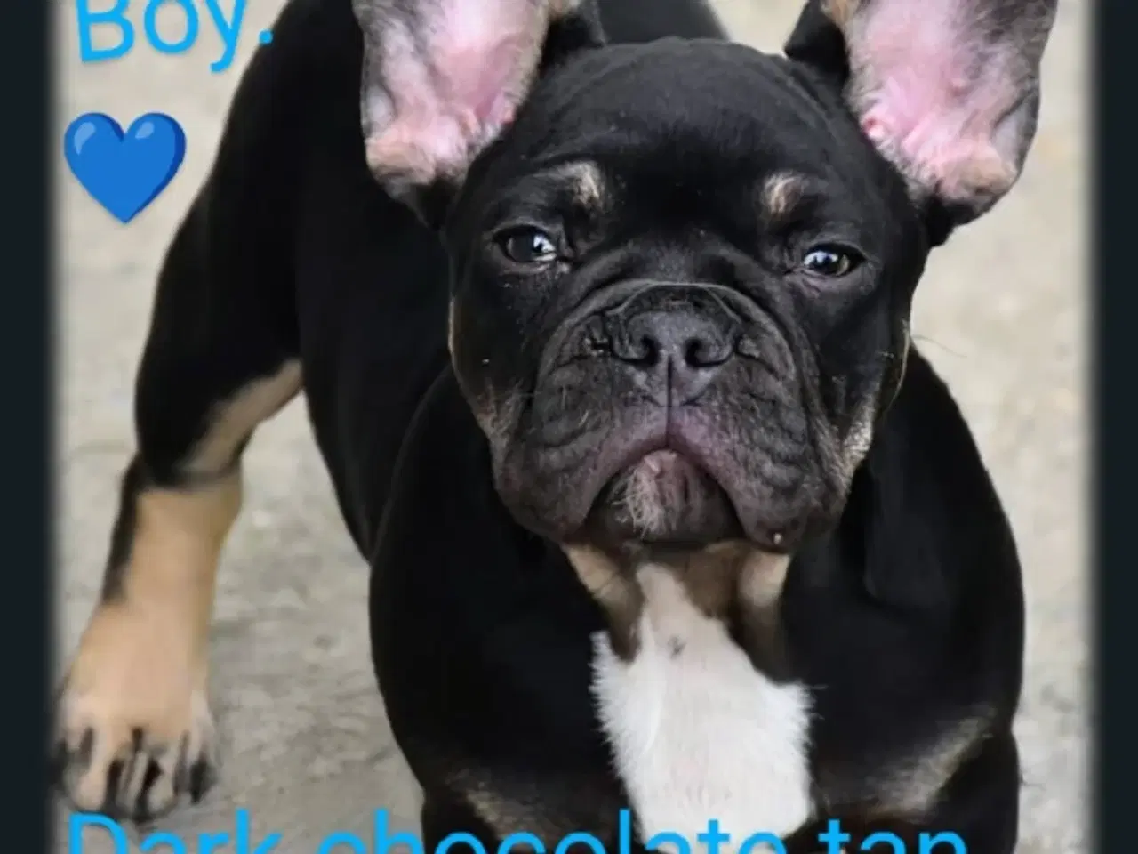 Billede 7 - Fransk bulldog hvalpe.