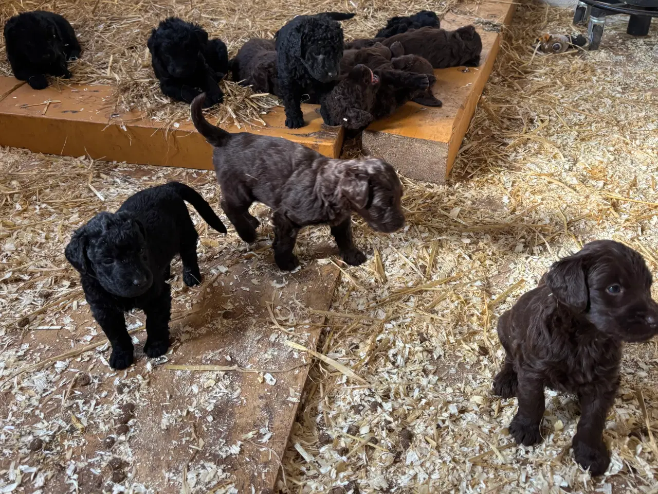 Billede 2 - Labradoodle hvalpe søger nye hjem 