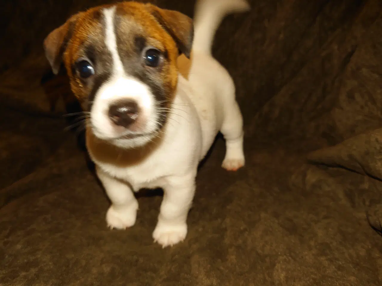 Billede 3 - Jack Russel tæve hvalp ( lav benet)