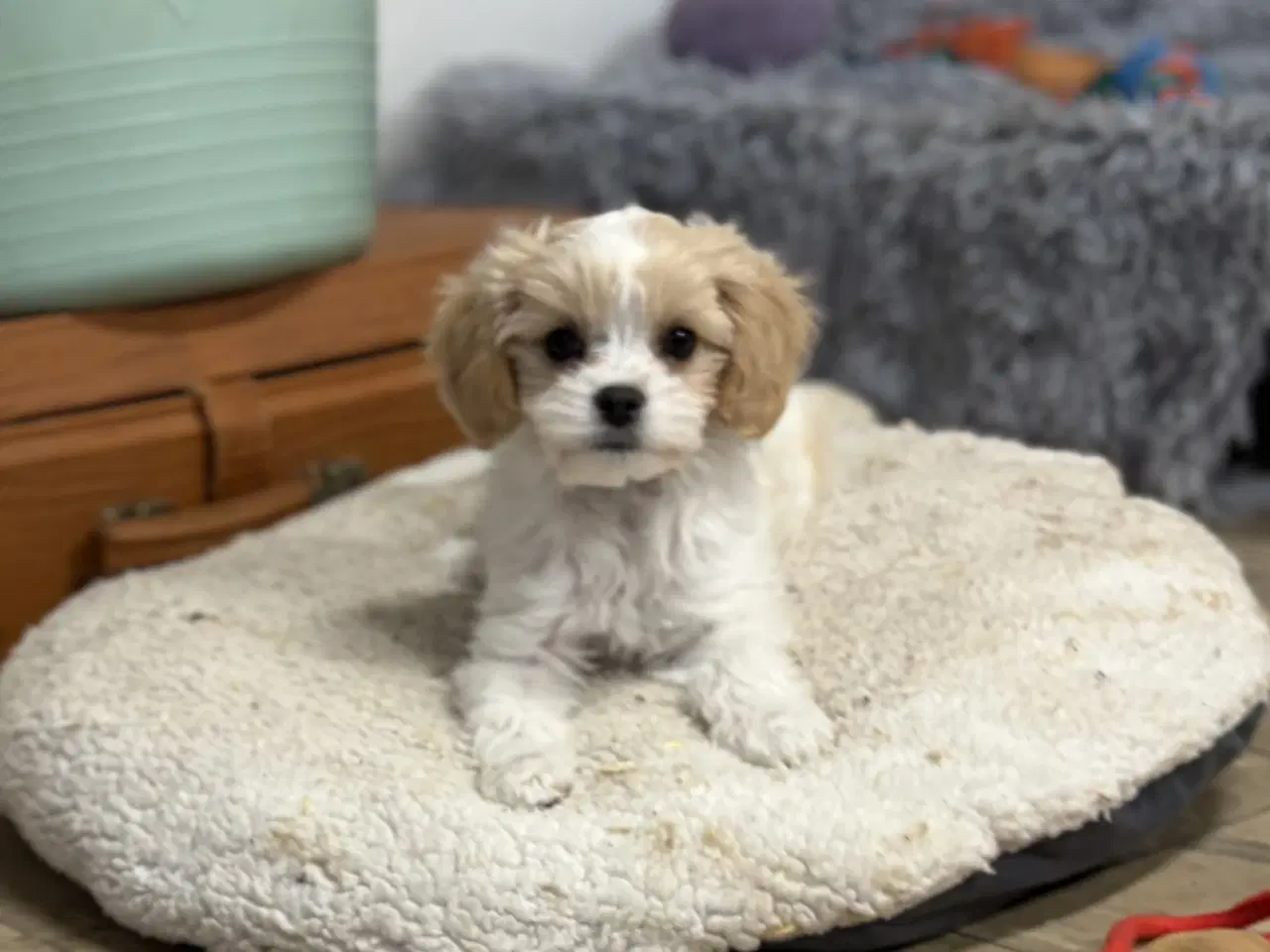 Billede 10 - Den smukkeste Mini Cavapoo pige 