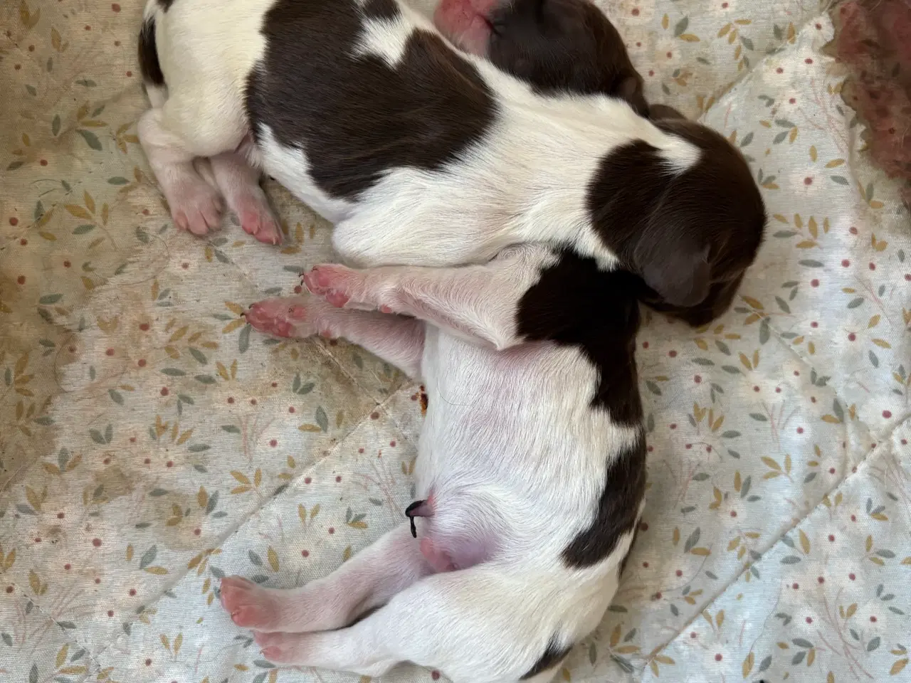 Billede 2 - FT Springer Spaniel med stamtavle 