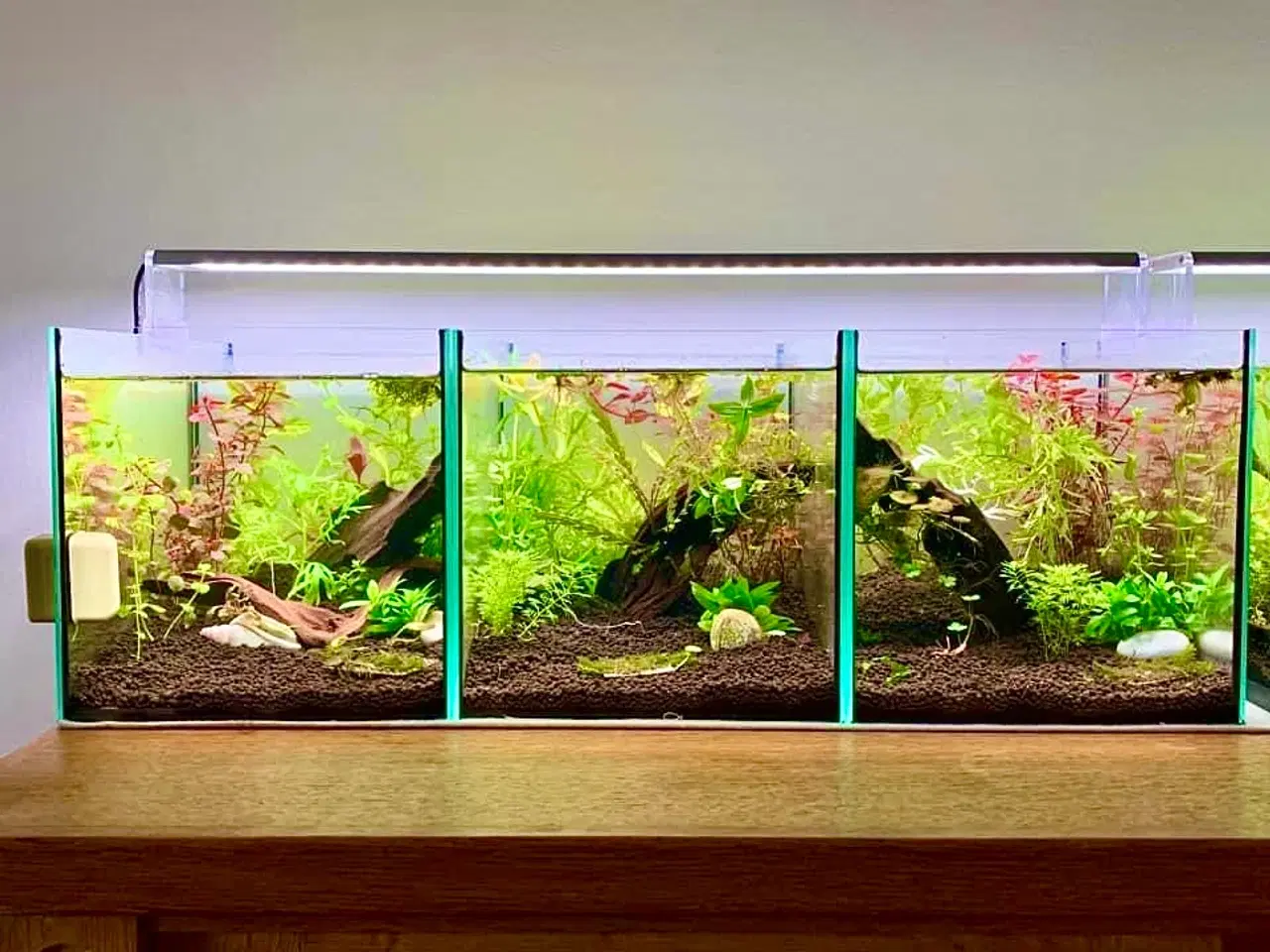 Billede 12 - Glasakvarium 12 l. m/dækglas 30*20*20 cm