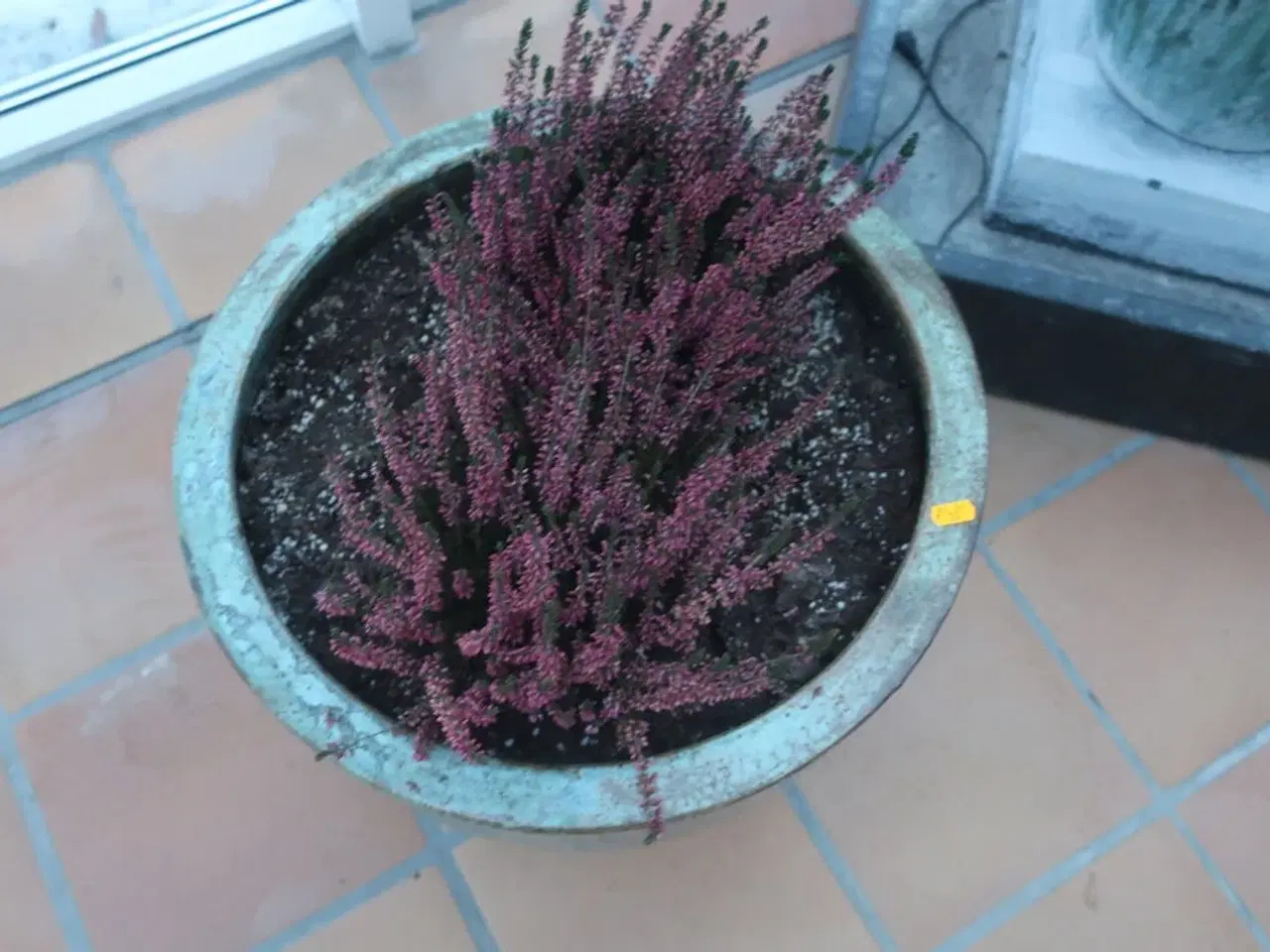 Billede 2 - Krukke med plante