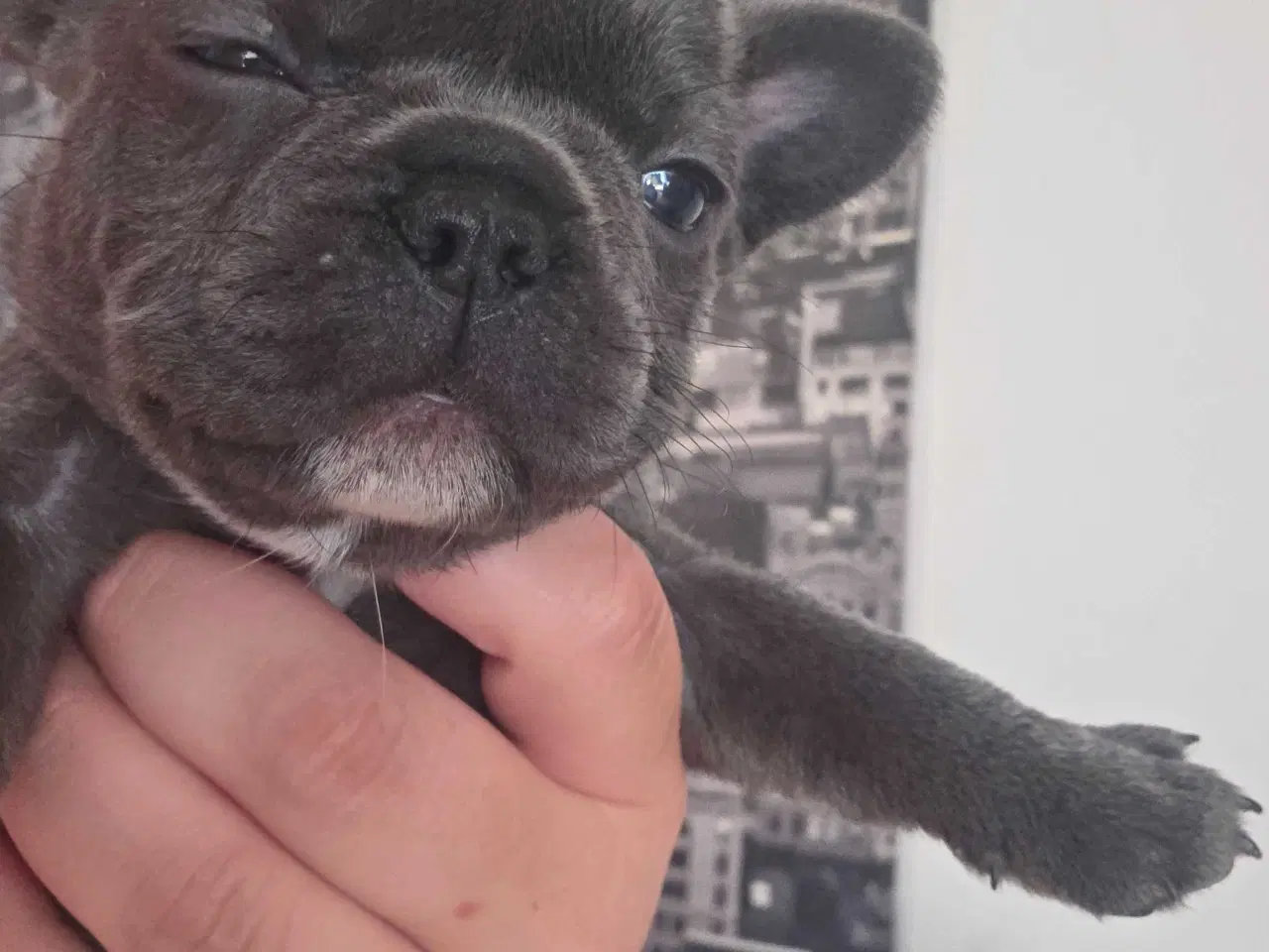 Billede 11 - Fransk  Bulldog 
