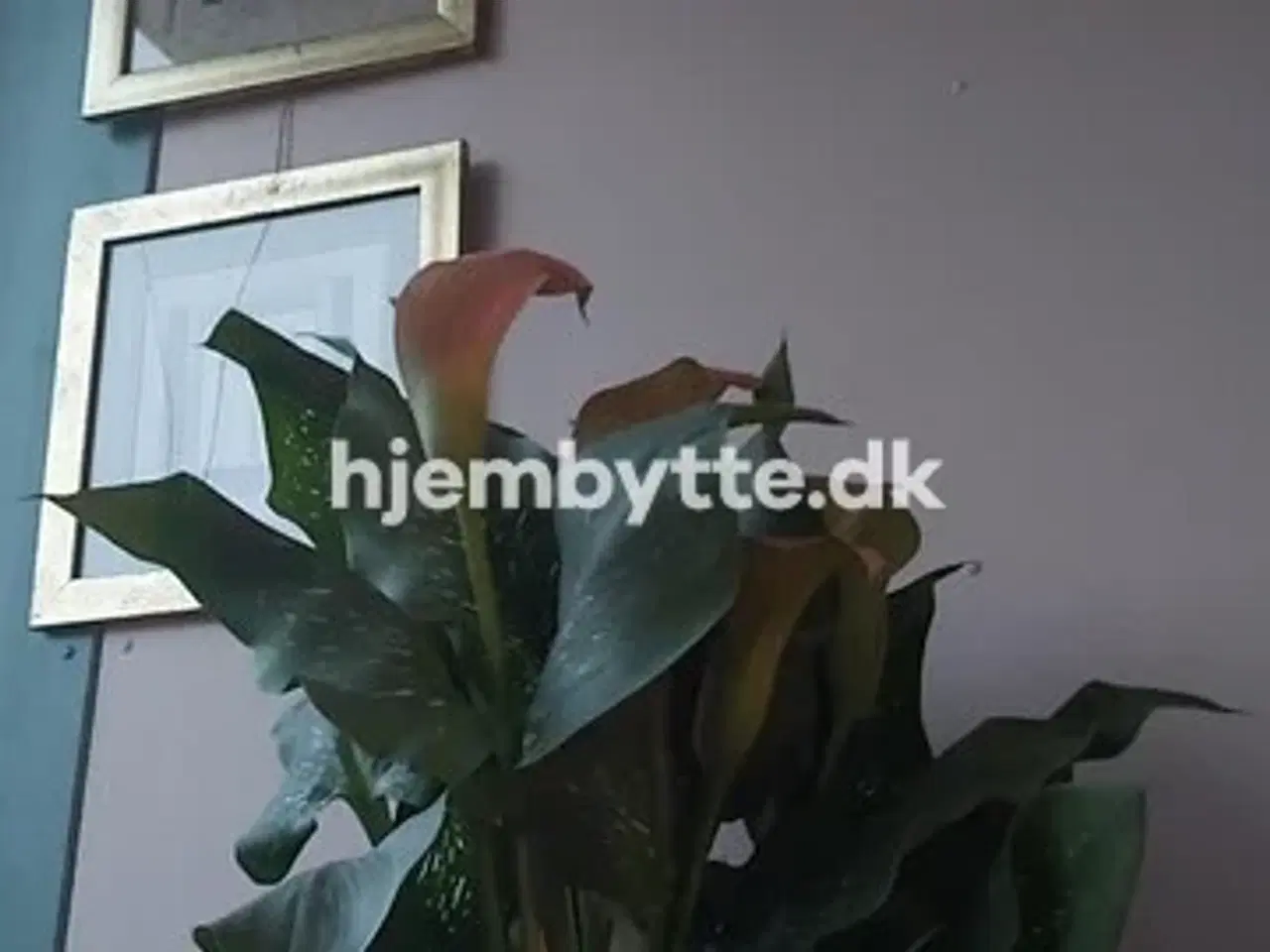 Billede 11 - Hjembytte - Rantzausgade