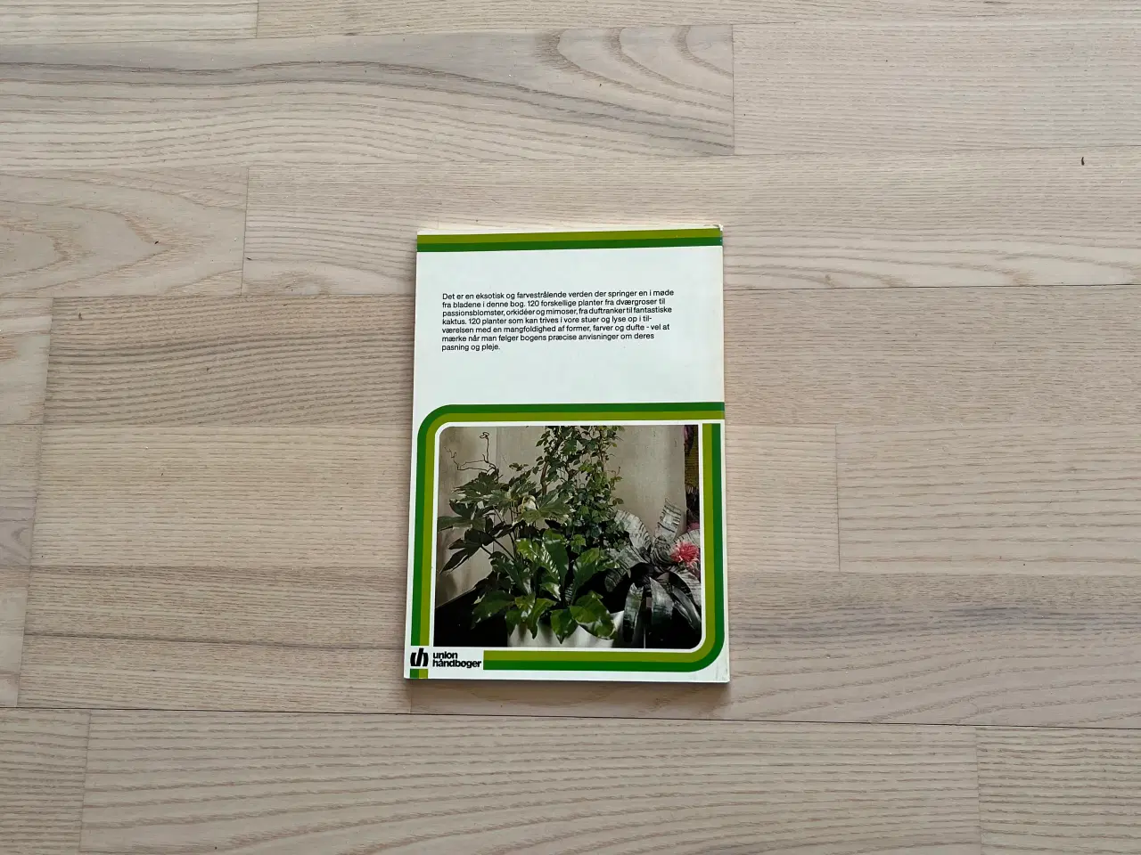 Billede 2 - Dejlige planter i stuen - af Helmut Bechtel