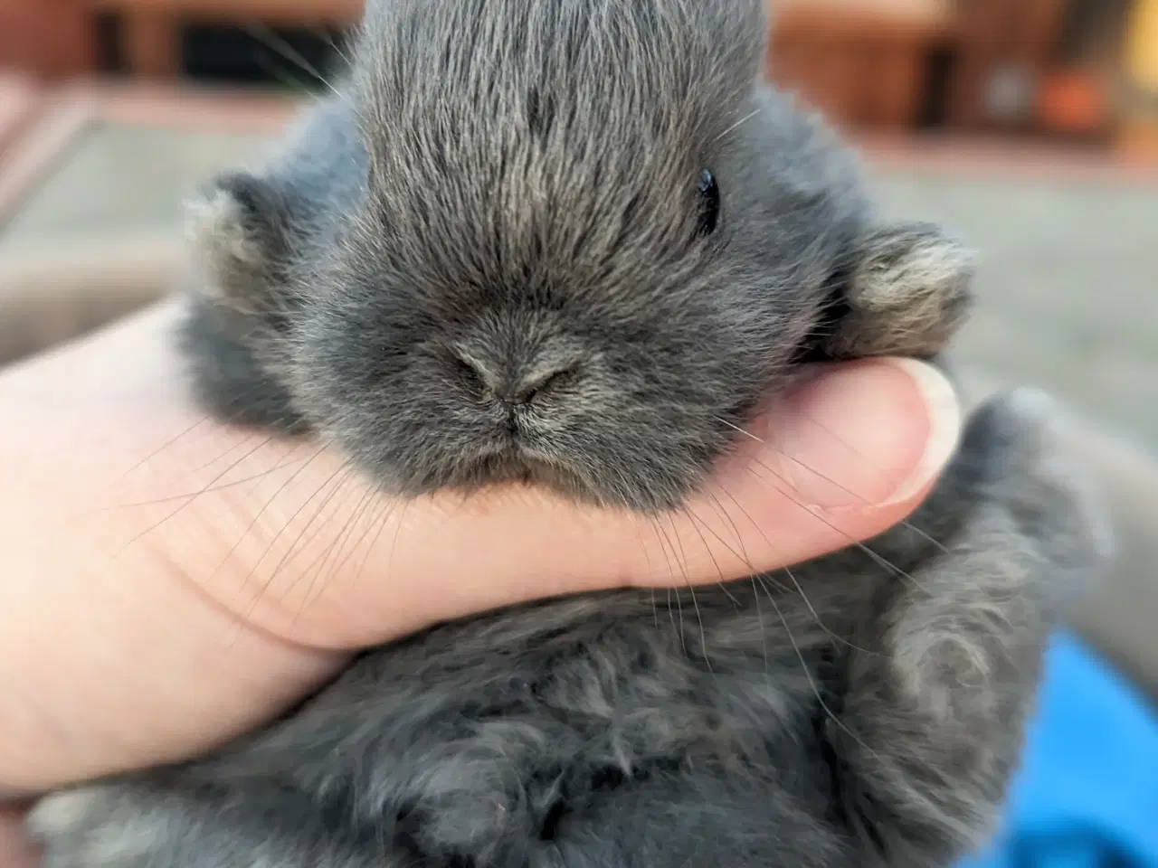 Billede 7 - Hermelin kaninunge sælges 