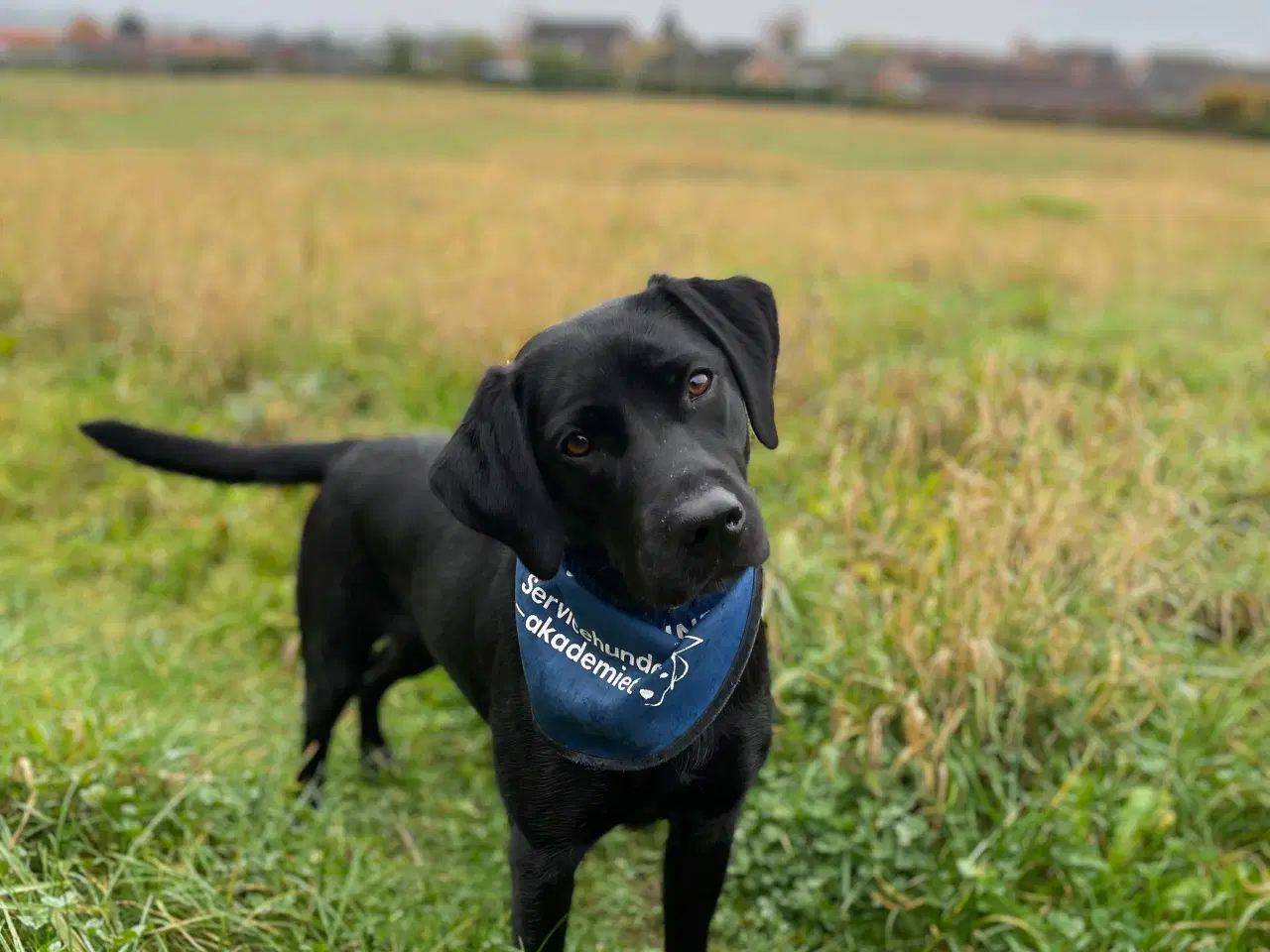 Billede 2 - Tidligere servicehunde-aspirant søger nyt hjem