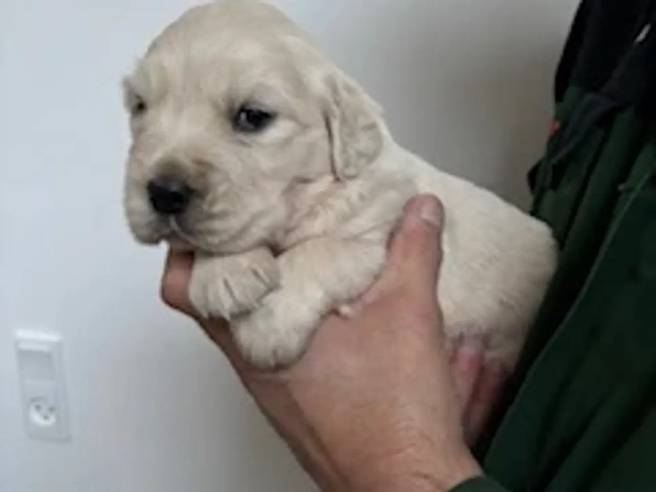 Billede 2 - Golden Retriever hvalpe