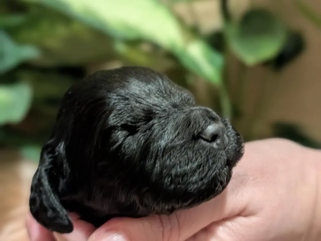 Billede 19 - Cockapoo hvalpe søger nye hjem