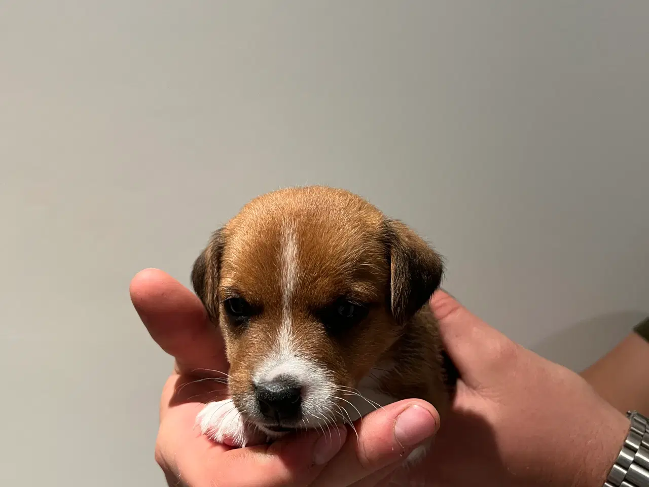 Billede 1 - Jack Russel Hvalpen
