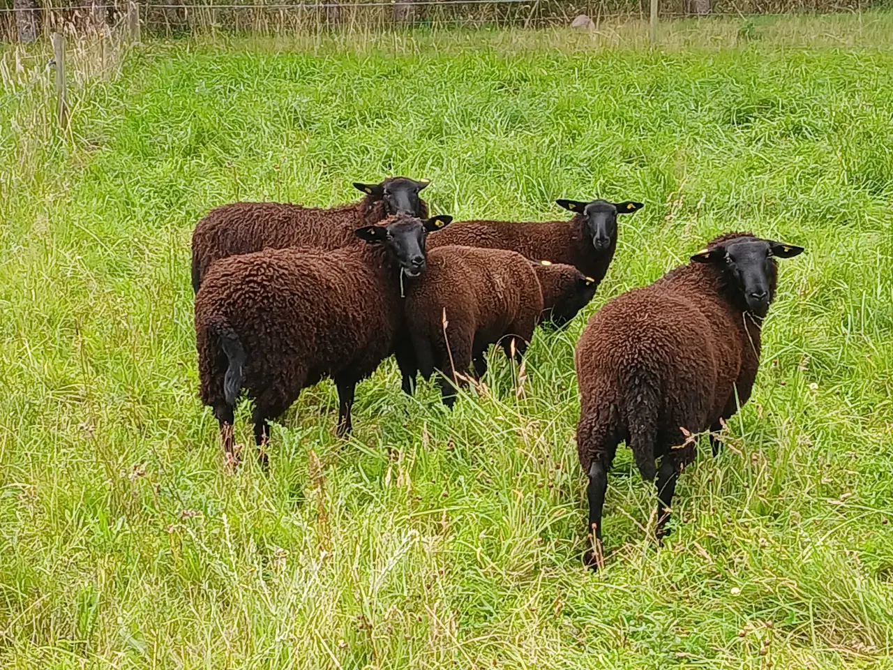 Billede 1 - Såne Lam