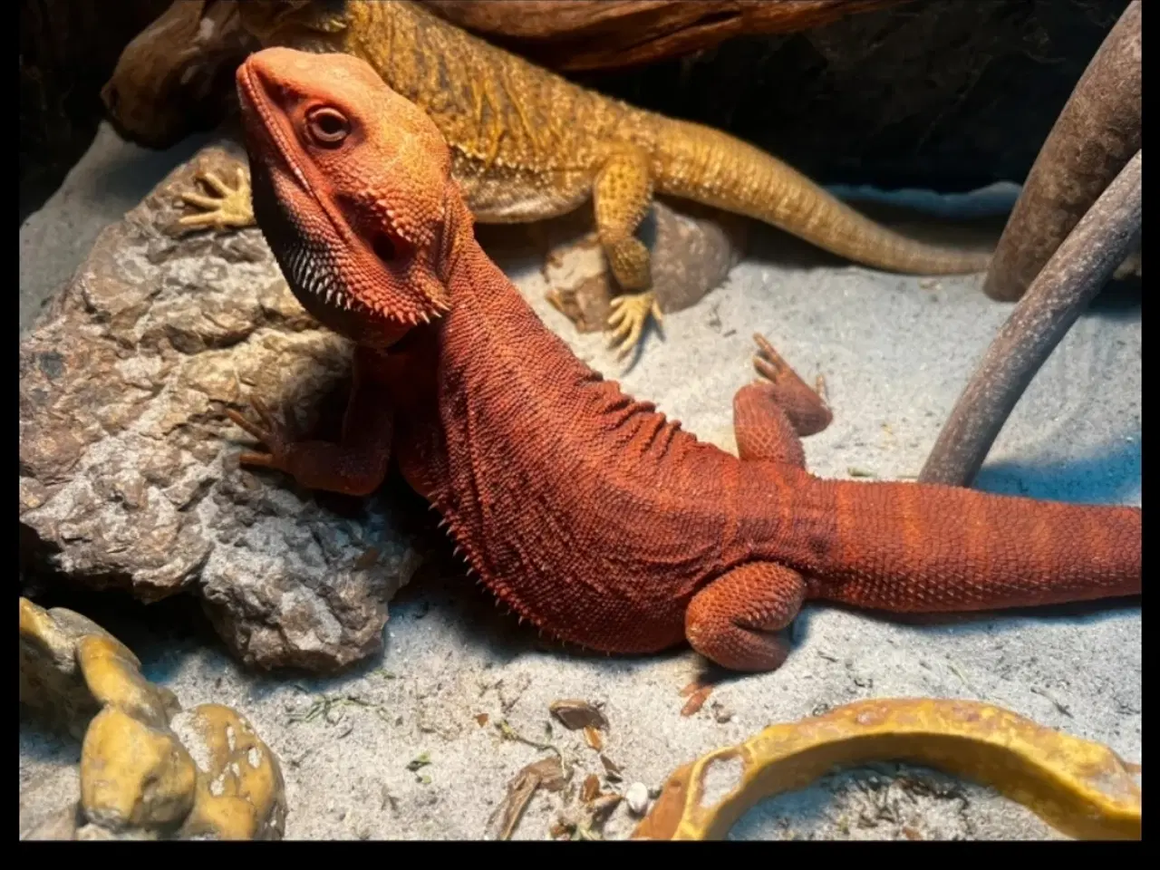 Billede 15 - Skægagame unger med rabat ( : Bud modtages 😊