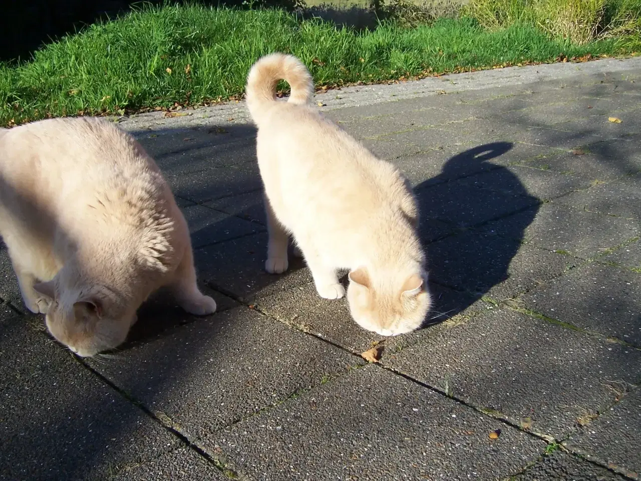 Billede 5 - British Shorthair - 2 kammerater søger nyt hjem.