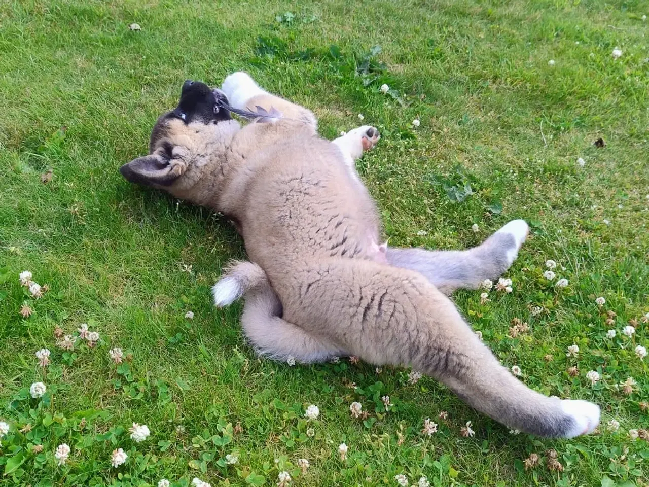 Billede 5 - Dreng hundehvalp Akita American 