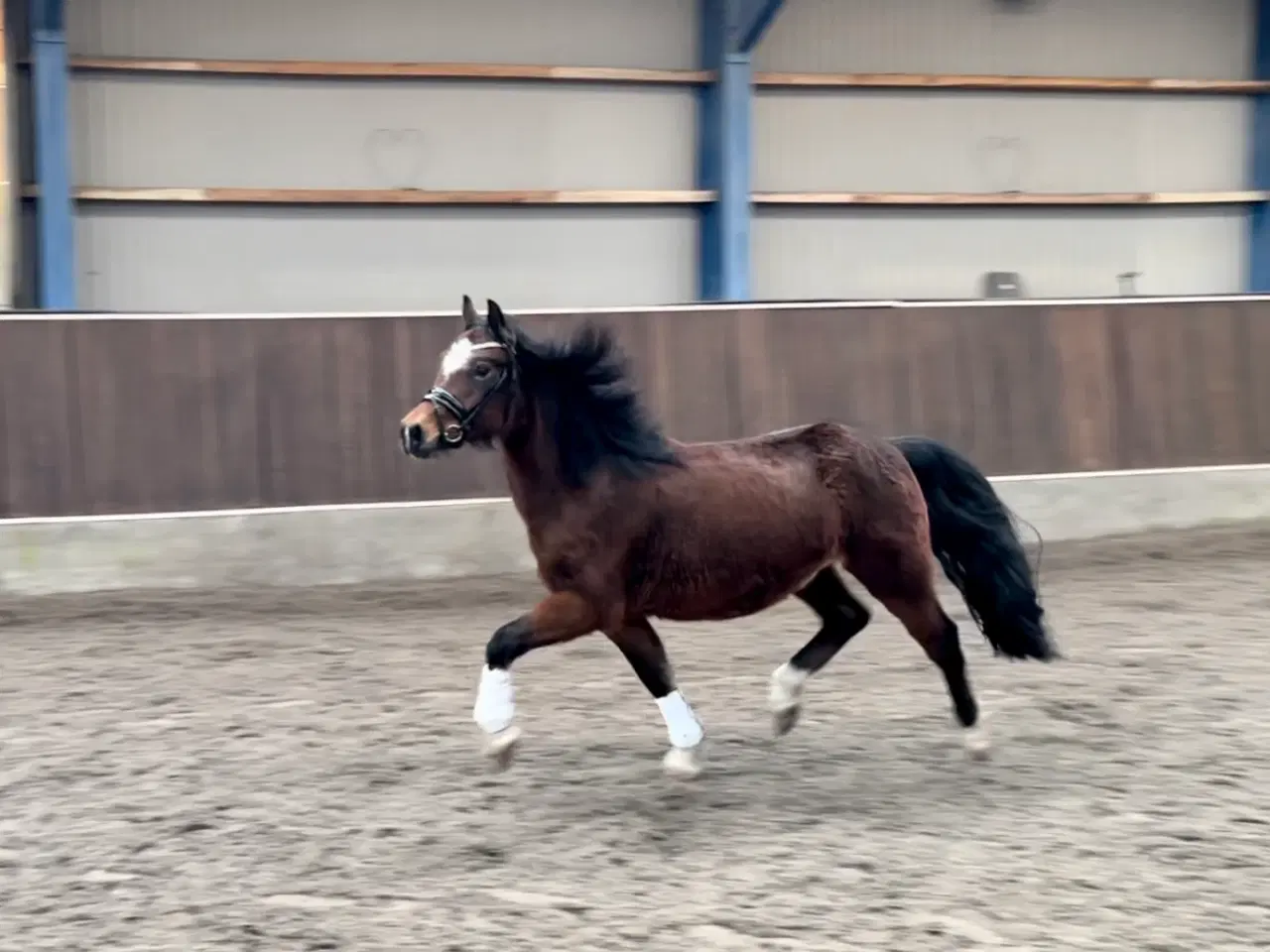 Billede 5 - Welsh pony 4 år