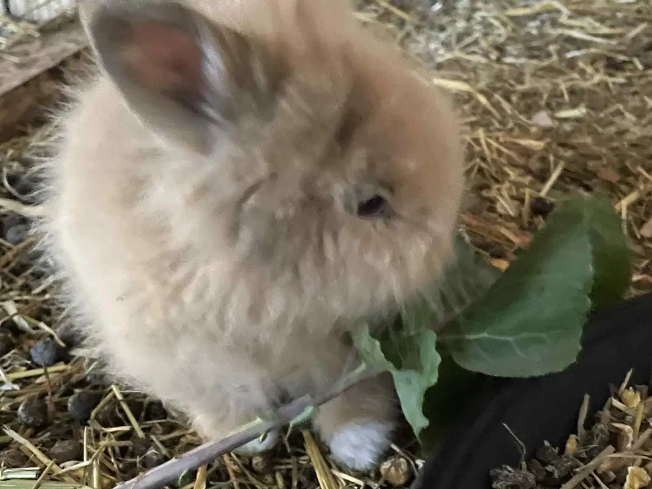 Billede 11 - Kanin unger sælges