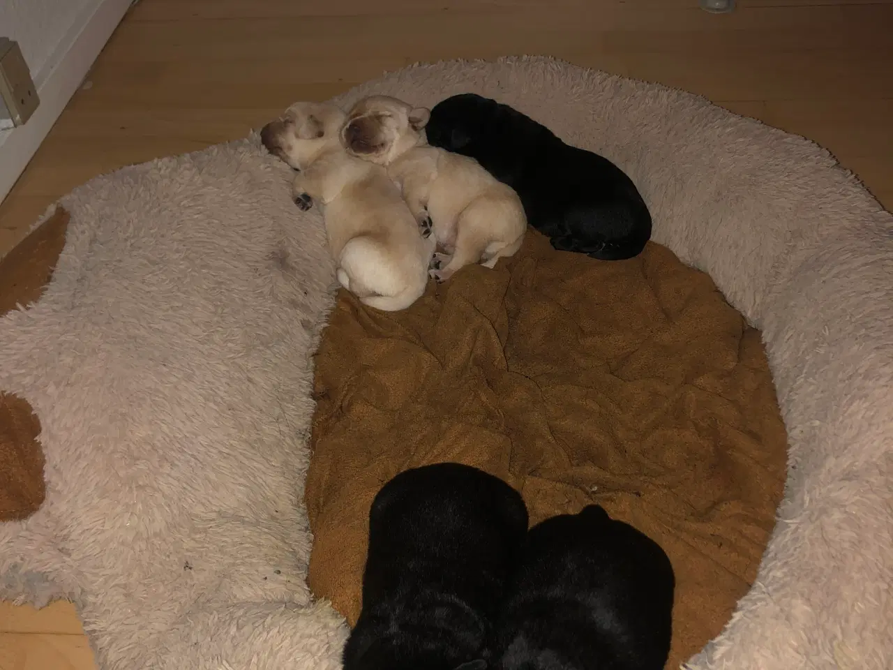 Billede 1 - 5 Perfekte søde små Labrador hvalpe