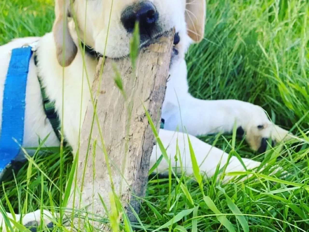 Billede 3 - Lys labrador 2.5 år tilbydes til avl 