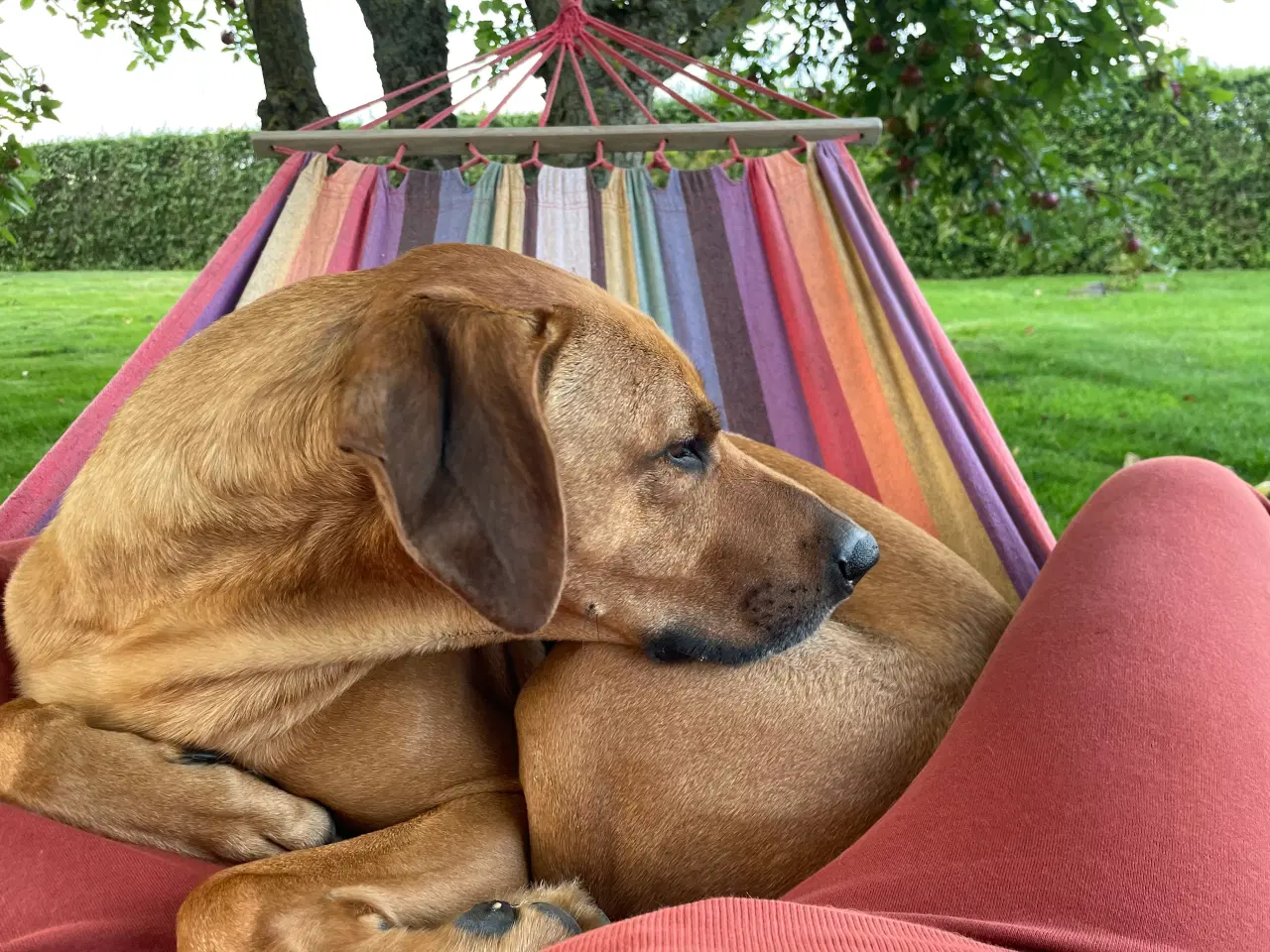 Billede 2 - Hund - Rhodesian Ridgeback