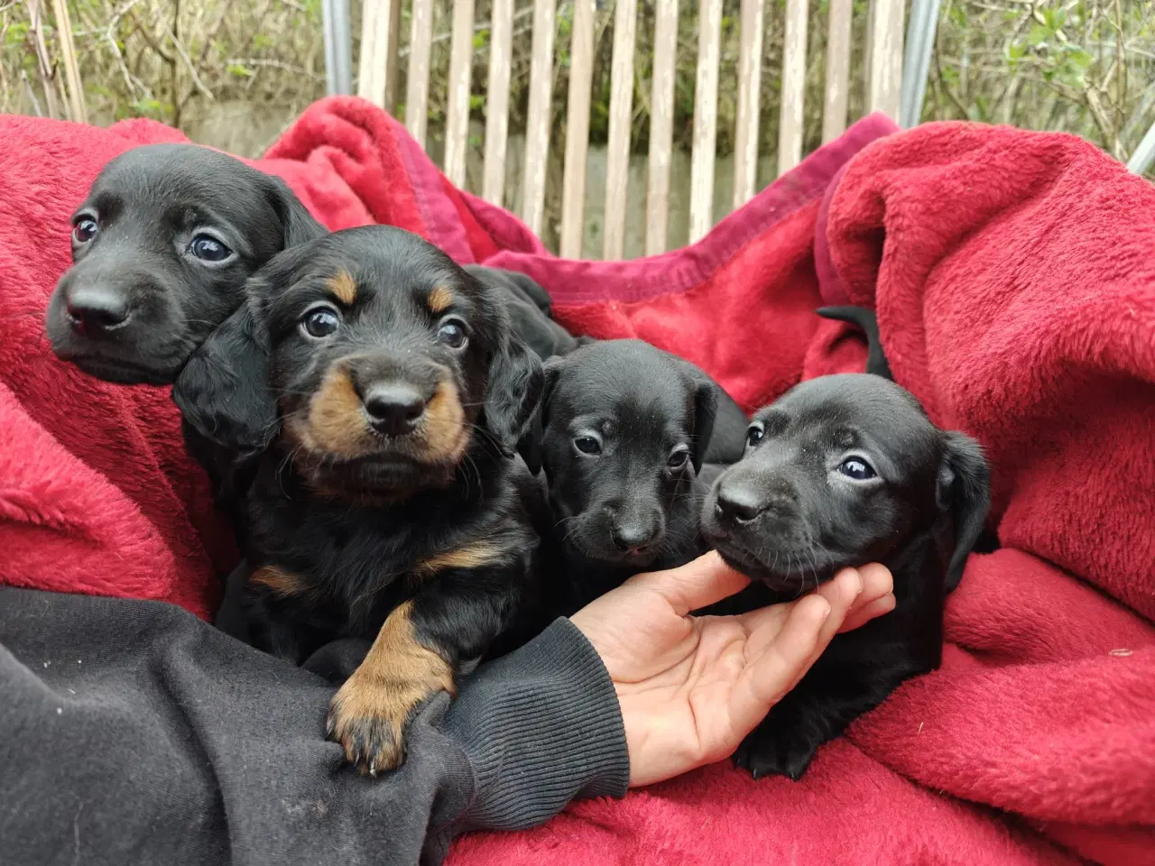 Billede 4 -  Standart Gravhunde hvalpe 5 uger