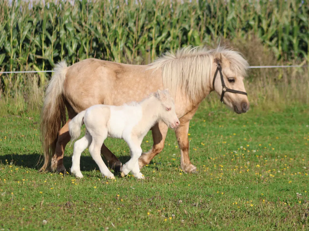 Billede 5 - palomino shet hoppe med cremello broget føl 