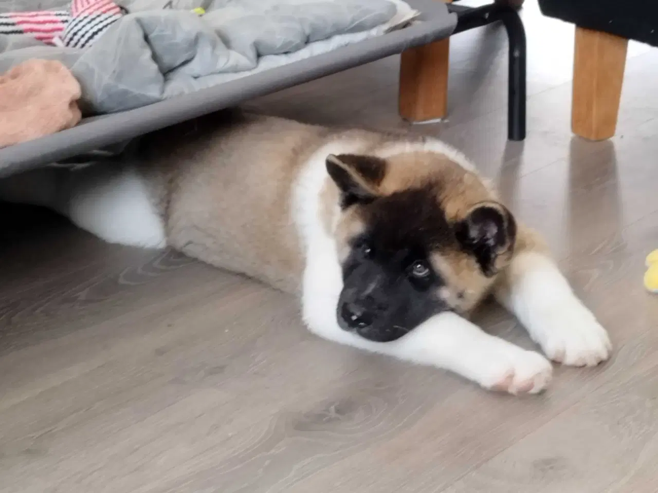 Billede 3 - American Akita 
