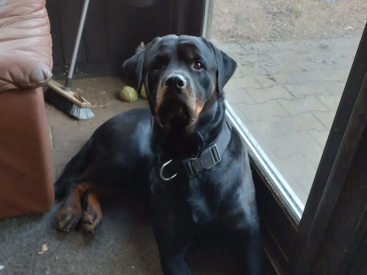 Billede 5 - Rottweiler/labrador hvalpe 