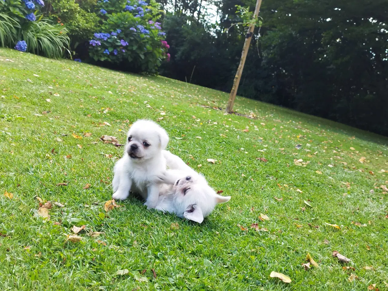 Billede 5 - Mops/Coton hvalpe 