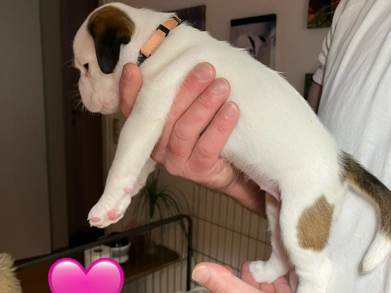 Billede 13 - Skønneste Boxerhvalpe søger nyt hjem