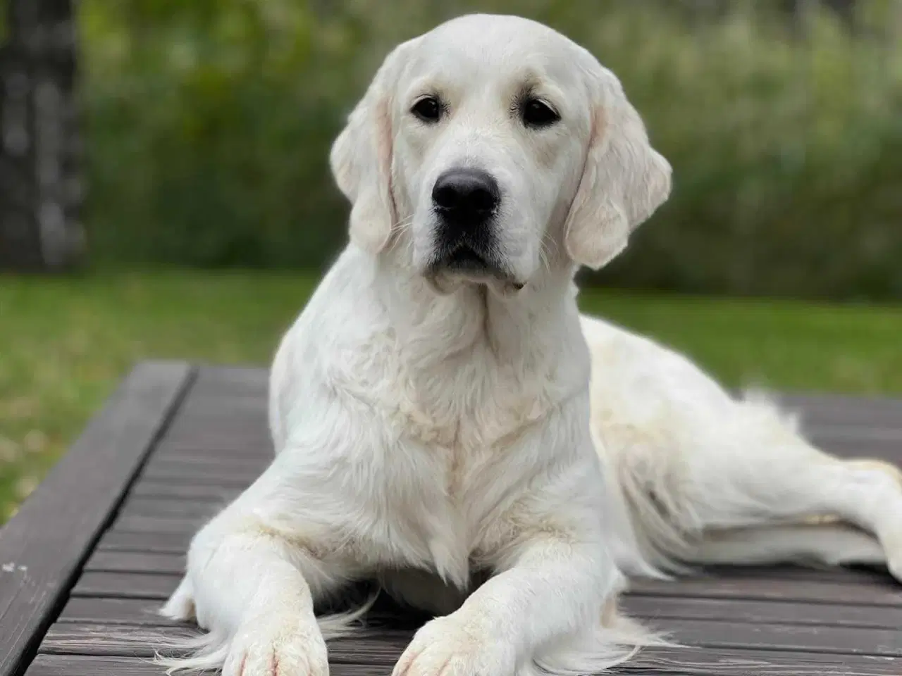Billede 14 - Golden retriever han hvalpe 