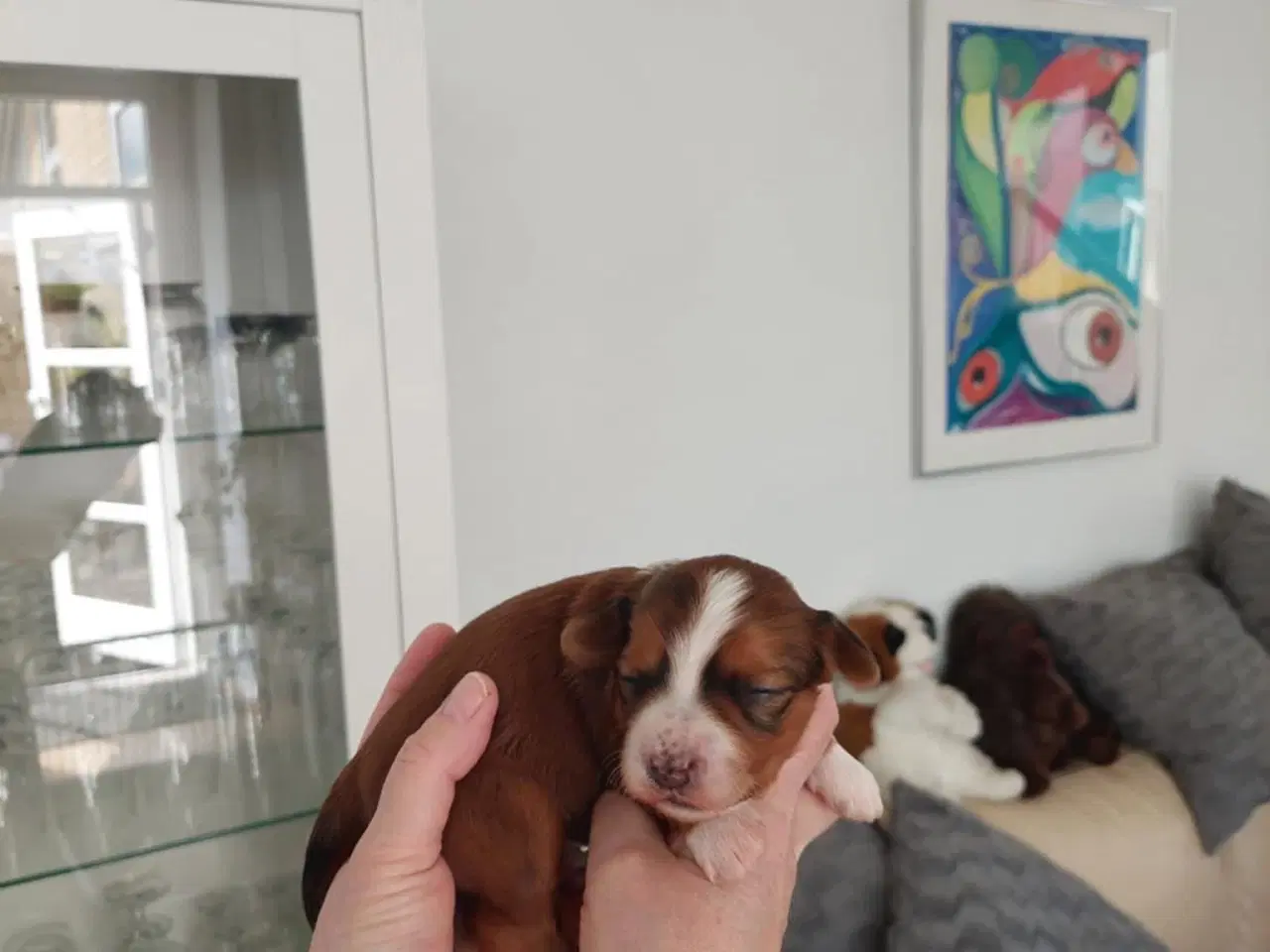 Billede 7 - Lækre røde Bichon Havanais hvalpe