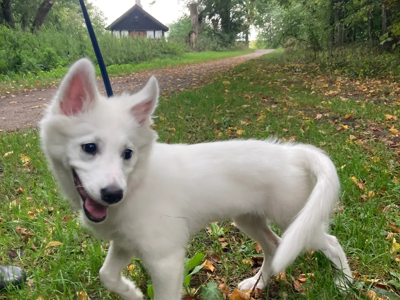 Billede 4 - Dansk Spids hvalp sælges