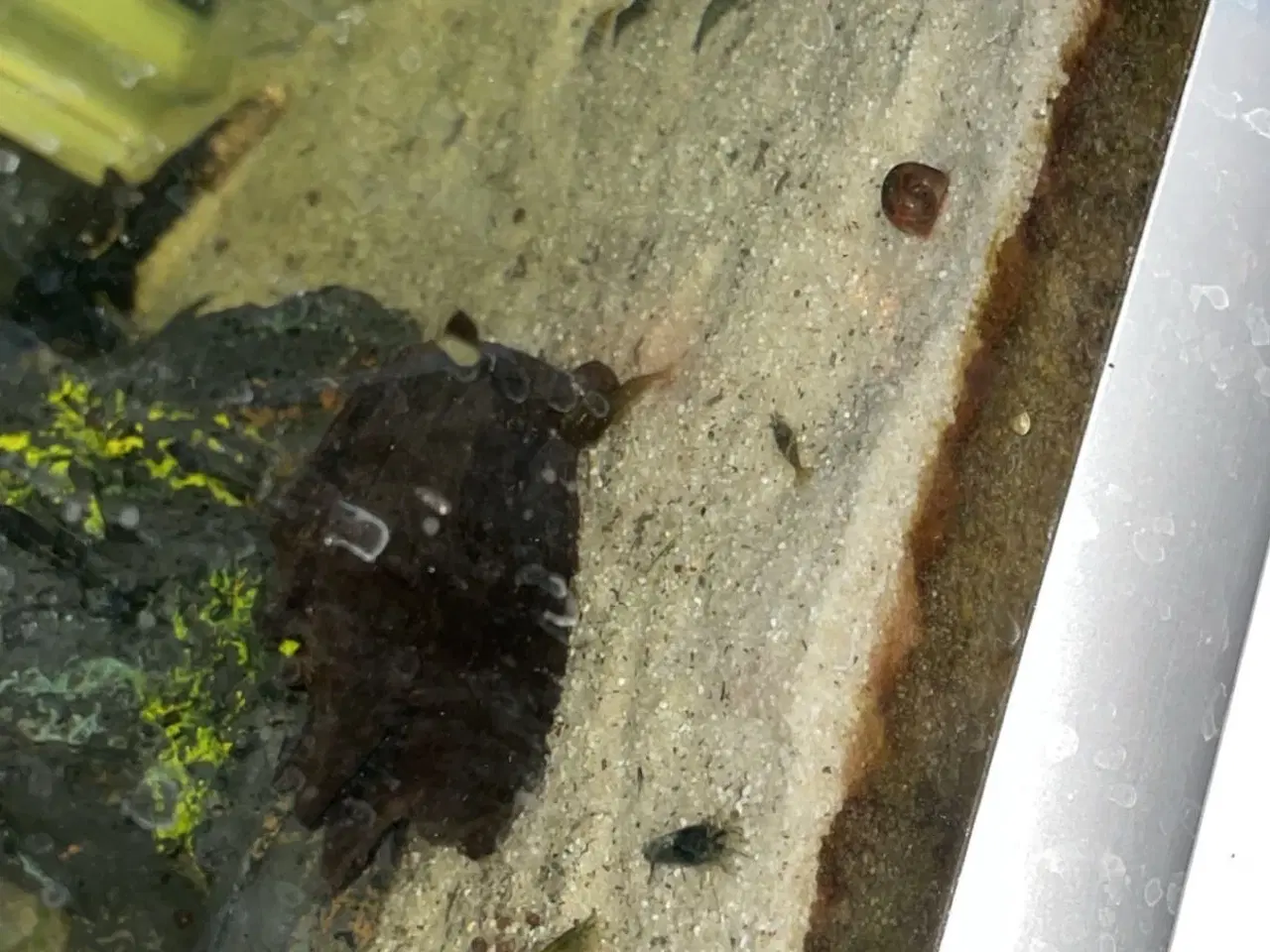 Billede 5 - Rejer Til Akvarie.